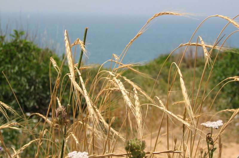 The hardy wild grass that could save our bread
