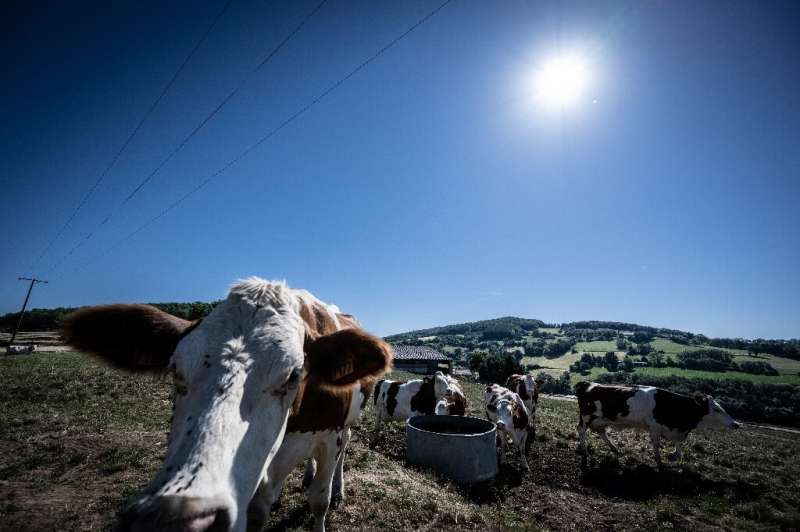 The heatwave has even made it difficult for cows in mountain pastures as temperatures rise to 34 degrees Celsius (93 Fahrenheit)