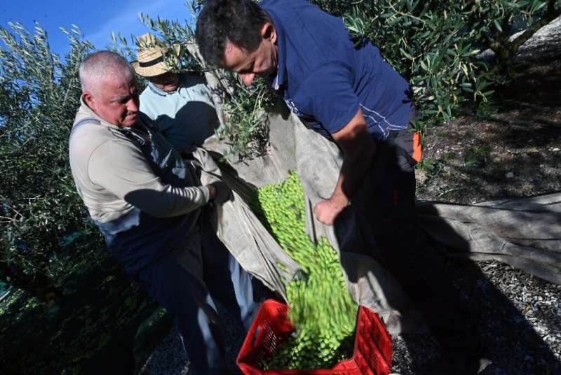 The higher temperatures of global warming are making olive growing possible further north