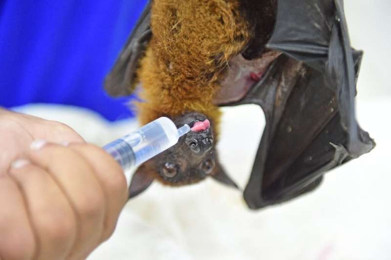 Other animals, such as this flying fox, are being treated at the hospital
