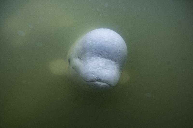 The Hudson Bay beluga population is the largest in the world