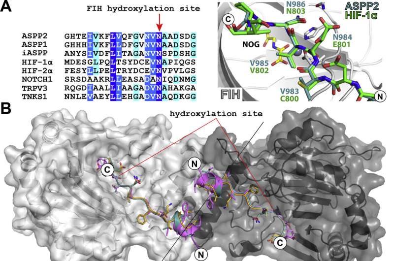 The hydroxylation of ASPP2 and other ankyrin repeat domain proteins