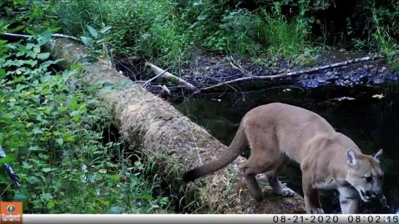 The importance of large pieces of wood in streams for land-based animals