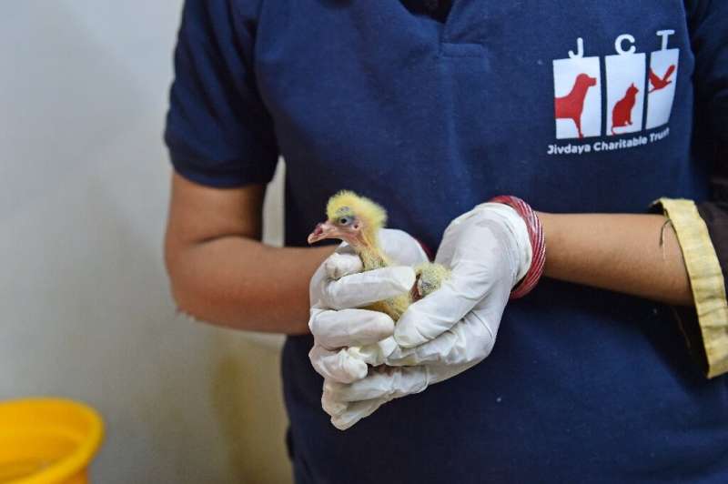 The Jivdaya Charitable Trust's animal hospital in Ahmedabad has treated around 2,000 birds over the past month, many weak and se