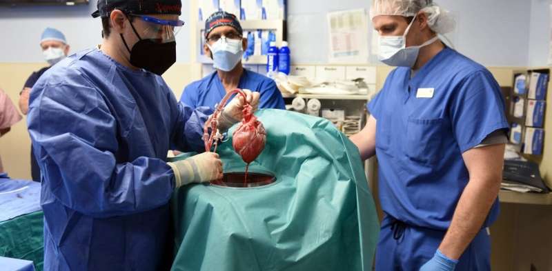 The journey to a pig heart transplant began 60 years ago