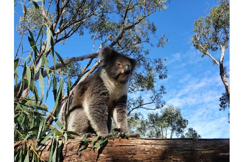The koala—when it's smart to be slow