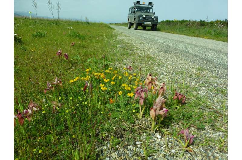 The largest population of a rare, protected orchid found in a military base in Corsica