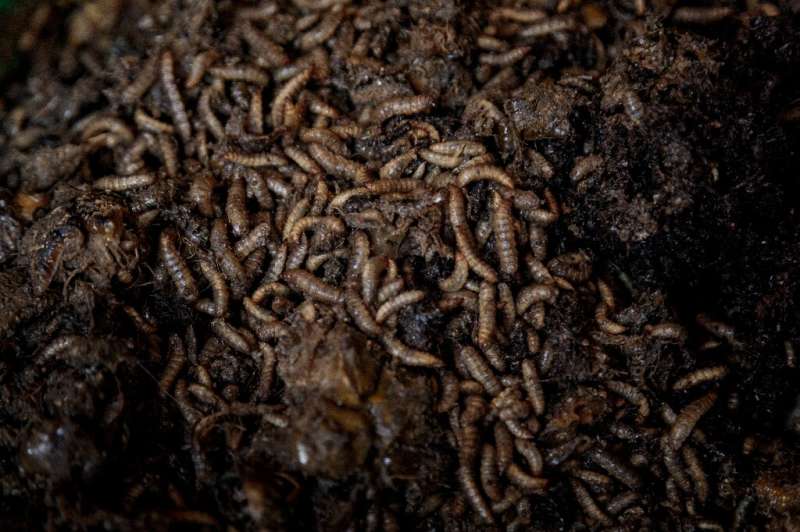 The larvae's powerful stomach enzymes turn food waste into fertiliser