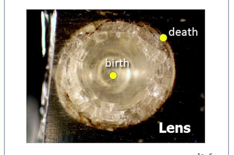 The lenses of fishes' eyes record their lifetime exposure to toxic mercury, new research finds