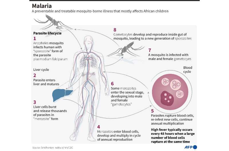 The life-cycle of the parasite that causes malaria