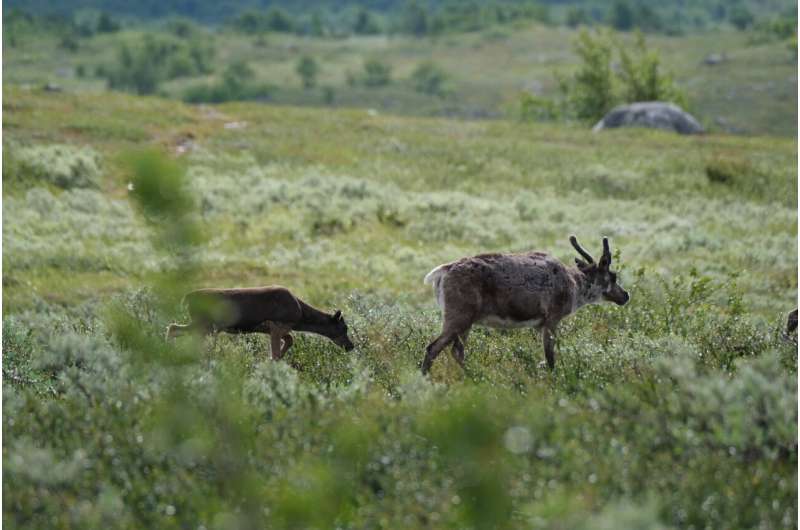 The majority of reindeer grazing land is under cumulative pressures