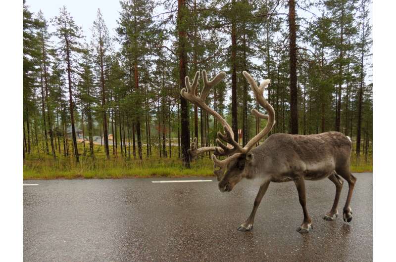 The majority of reindeer grazing land is under cumulative pressures