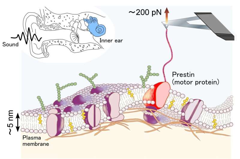The membrane structure of inner ear protein prestin is revealed