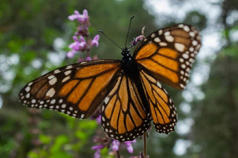 The migratory monarch butterfly is now classified as an endangered species on the Red List