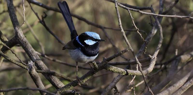 (The most social) bird of the year: why superb fairy-wren societies may be as complex as our own