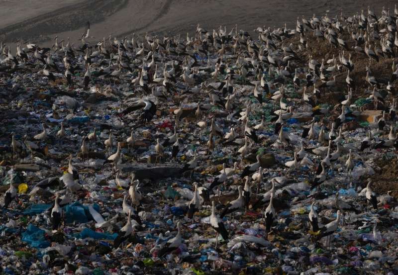 The municipality of Pinto is considering covering its landfill site to prevent storks from swallowing plastic and other potentia