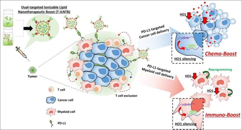 The nanodrug that attacks the cancer twice A single nanoparticle does two jobs: enhancing the effectiveness of chemotherapy and 