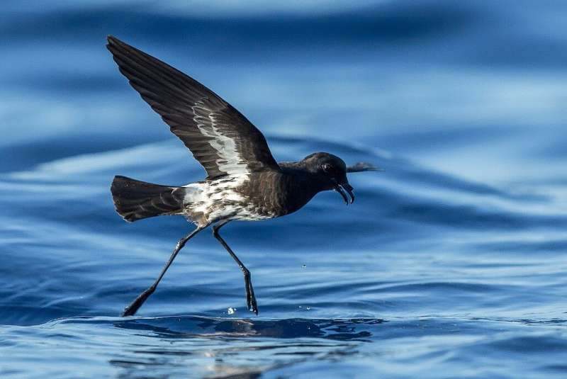 The New Caledonian storm petrel, a new species of bird, already endangered