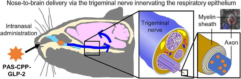 The nose-brain pathway: exploring the role of trigeminal nerves in delivering intranasally administered antidepressant