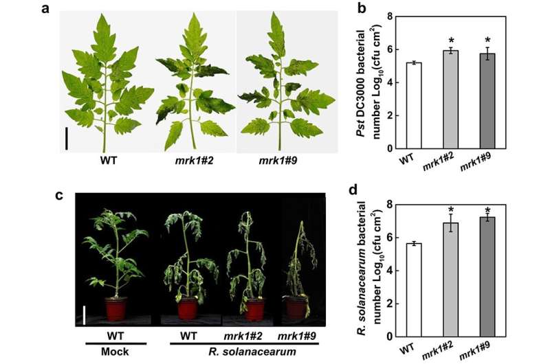 The novel leucine-rich repeat receptor-like kinase MRK1 regulates resistance to multiple stresses in tomato