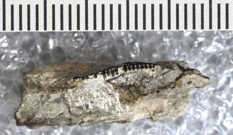 The oldest-known members of an evolutionary group that includes all living lizards and their closest extinct relatives