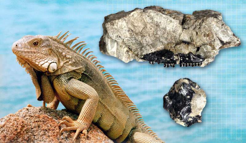 The oldest-known members of an evolutionary group that includes all living lizards and their closest extinct relatives