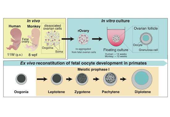 The penultimate steps in the transformation of human fetal germ cells into fertilizable eggs