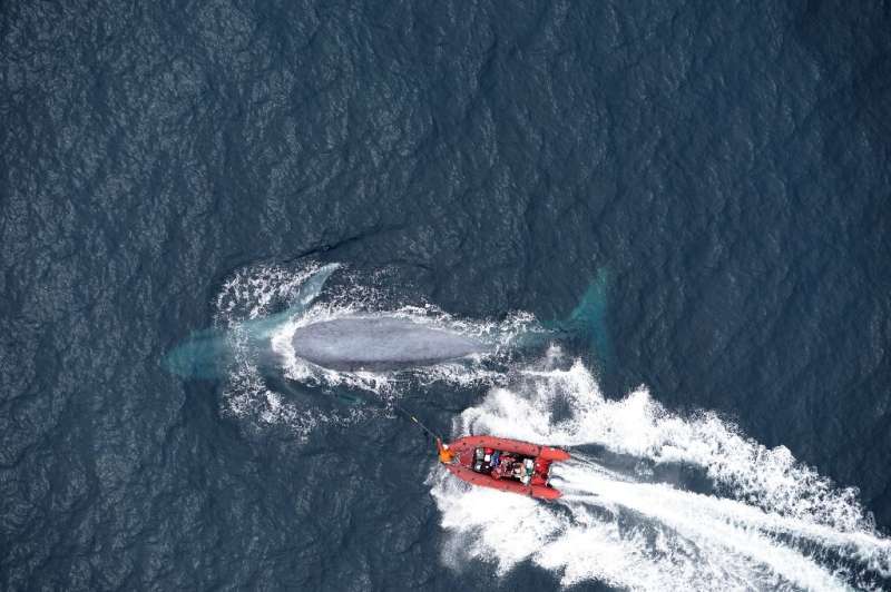 The researchers attach a tag to the back of a blue whale off the coast of California