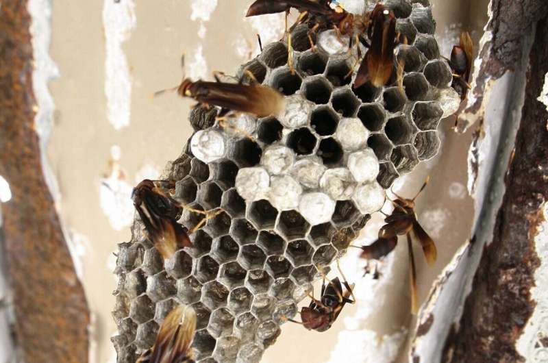 The rise to royalty; how worker wasps balance specialization and plasticity