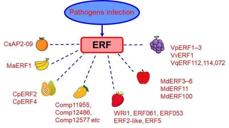 The role of ethylene response factors in regulating fruit ripening and pathogen response