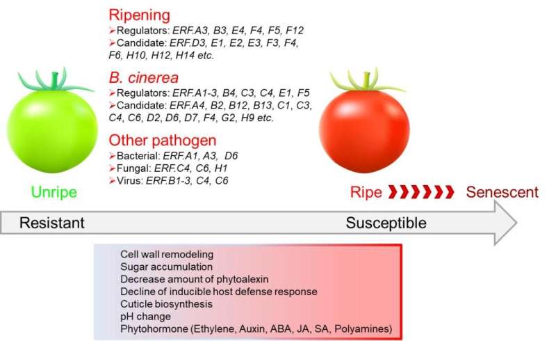 The role of ethylene response factors in regulating fruit ripening and pathogen response - Phys.org