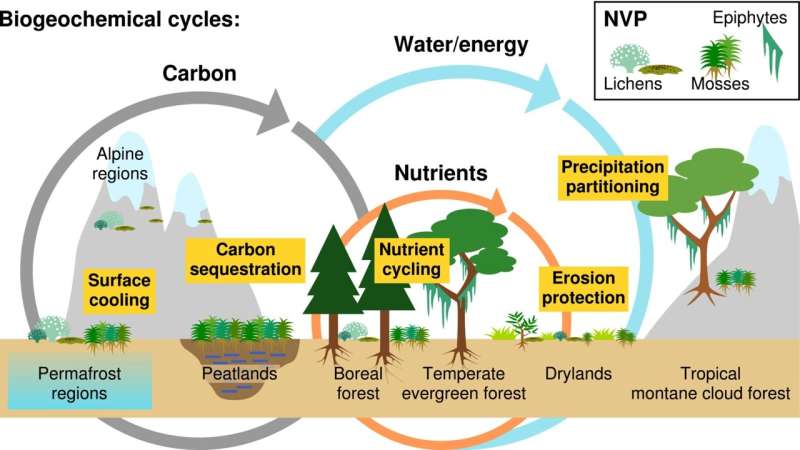 The role of lichens and mosses in climate change