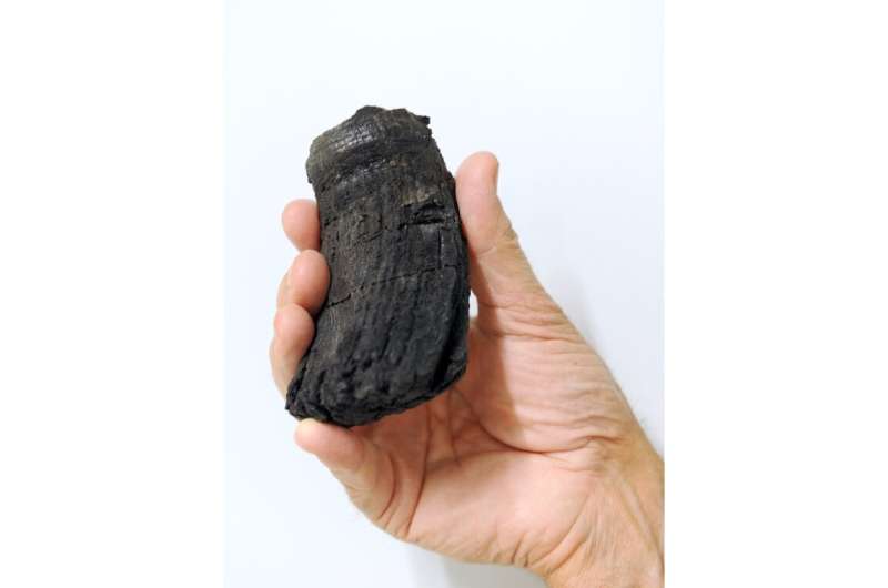The root of the thickest ichthyosaur tooth found so far with a diameter of 60 millimeters