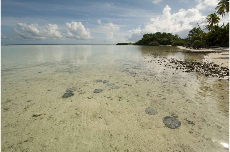 SANCTUARY OF STINGRAYS: The climate can change where Seychelles ’STINGRAYS choose to live.