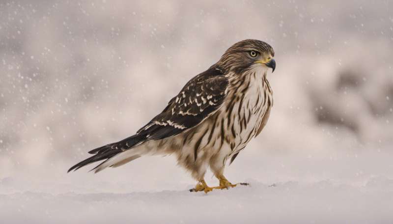 The science of why hawks are one of nature's deadliest hunters