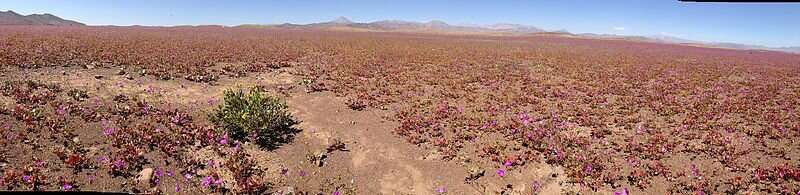 The secret behind spectacular blooms in world’s driest desert