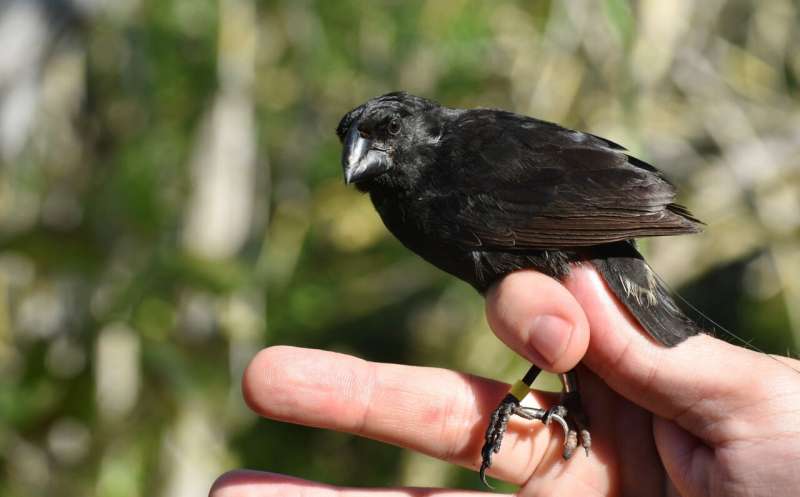 The secret lives of Darwin's finches reveal daily commutes the equivalent of 30 soccer fields