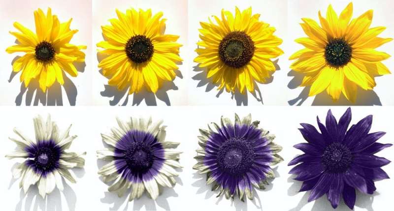 The secret ultraviolet colours of sunflowers attract pollinators and preserve water