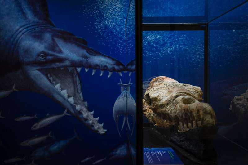 The skull of a basilosaurus, an ancient whale, is seen in Lima, Peru on March 17, 2022
