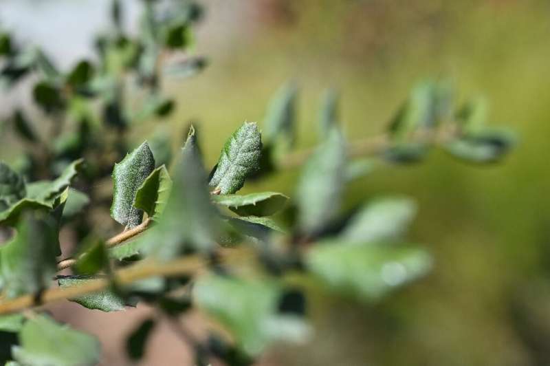 The small, leathery leaves of a young California live oak (Quercus agrifolia) in a  Los Angeles garden that swapped its lawn for