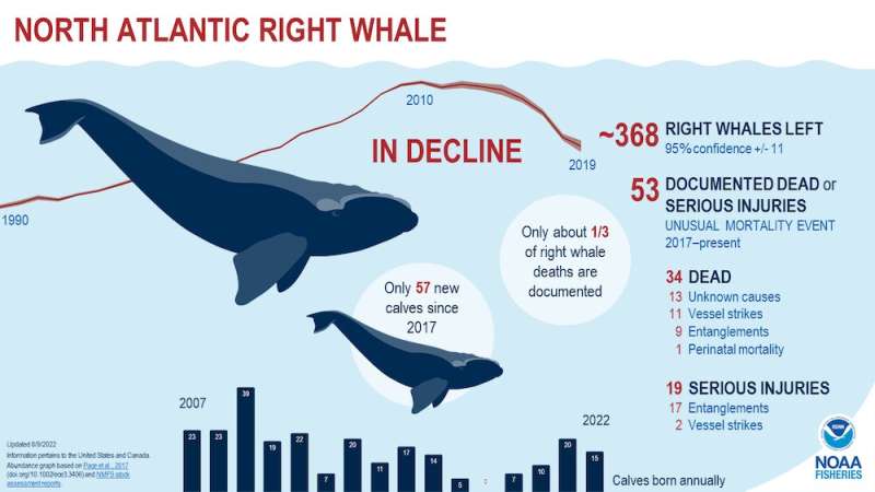 The Soviet Union hunted whales to the brink of extinction — but its scientists secretly tracked its toll