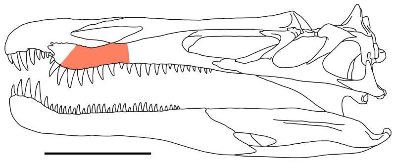 The speed at which spinosaurid dinosaur teeth were replaced accounts for their overabundance in Cretaceous sites