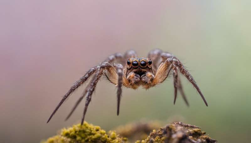 The spider that looks like bird poo — and other amazing (and gross) tricks animals deploy to survive