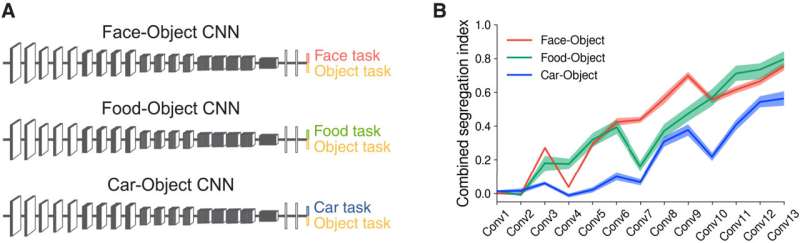 The spontaneous emergence of brain-like functional specialization in neural networks