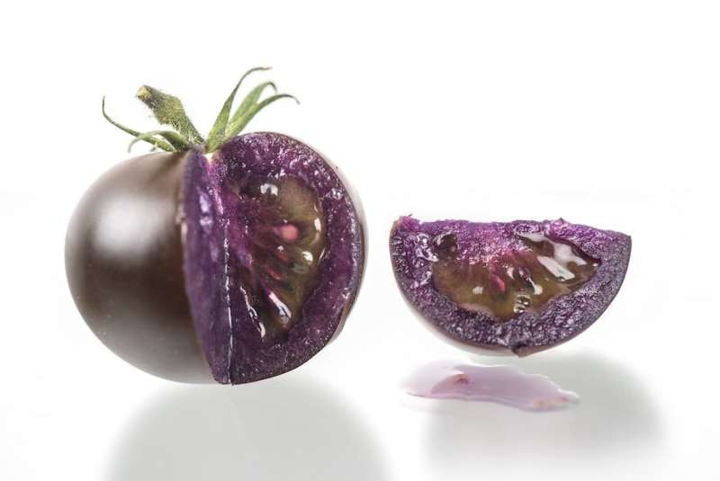 The story of the purple tomato—and why its success is a win for GM foods