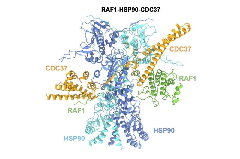 The structure of protein RAF1 revealed: a key step in the development of new drugs against lung cancer