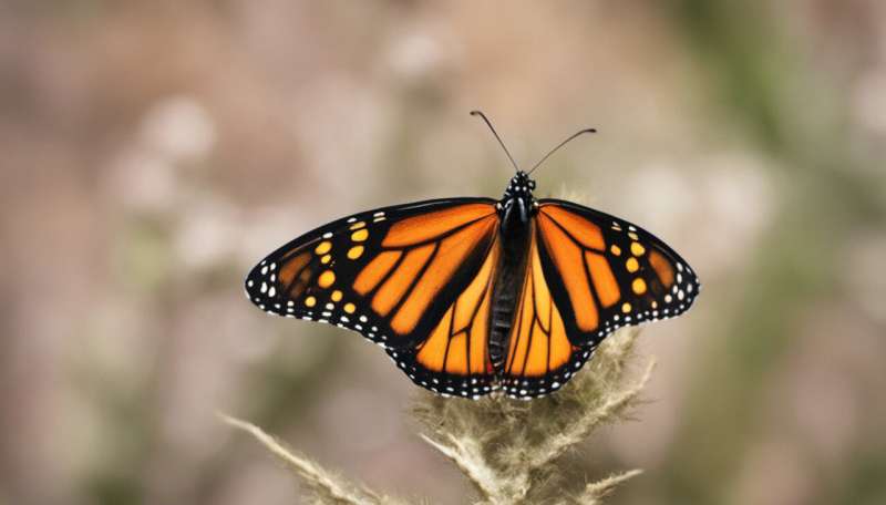 The survival of the endangered monarch butterfly depends on conservation beyond borders