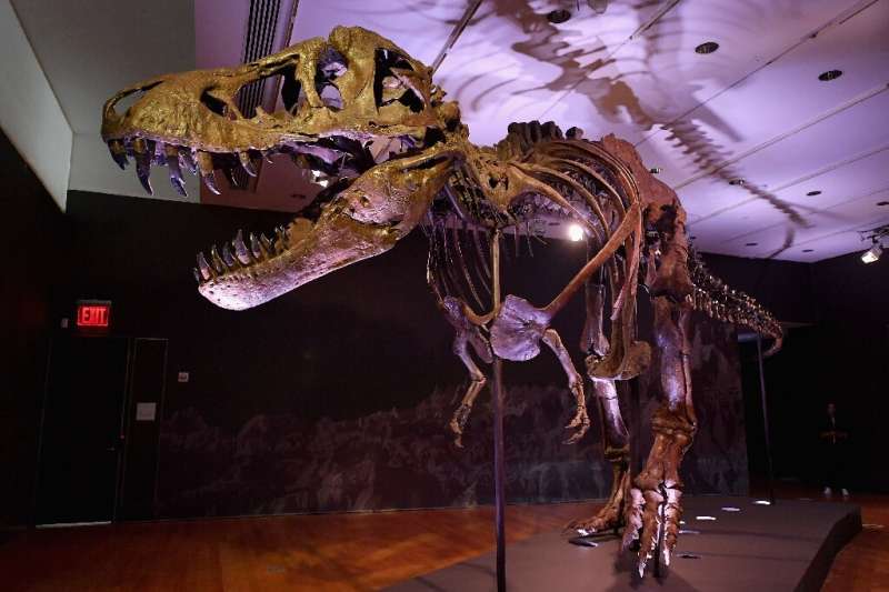 The T-rex skeleton 'Stan' is seen on display in New York City in 2020