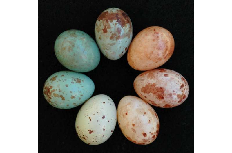 The red -necked eggs were developed to filter out finches, with a green color that cuckoo finches could not.