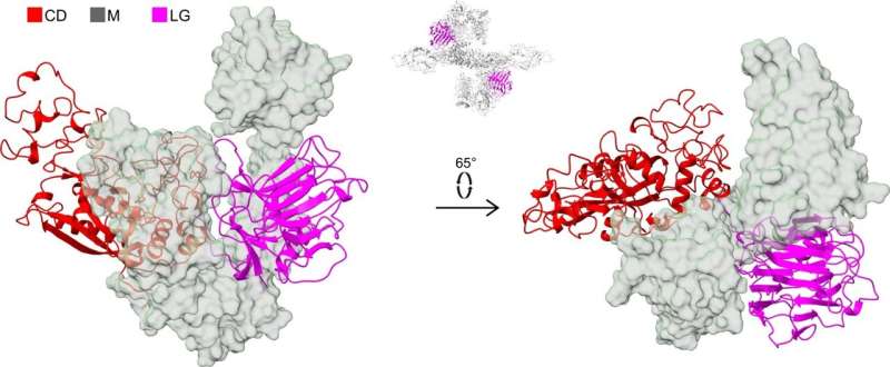 The three-dimensional structure of PAPP-A has been determined